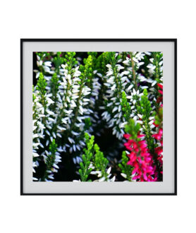 Personal Assistant Siri