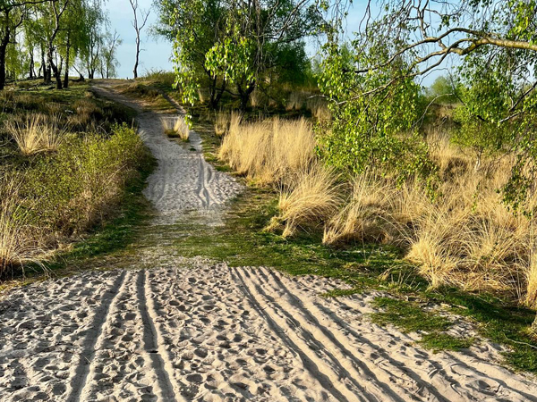 Maasduenen_Sand